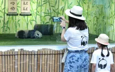 Xếp hàng thăm Lele - chú gấu trúc con đầu tiên của Singapore