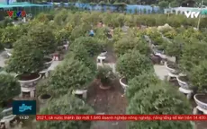 Làng mai lớn nhất TPHCM vào vụ tết