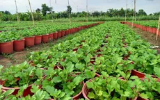 Nhà vườn thấp thỏm lo âu trước vụ hoa Tết 2022