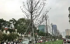 Bộ Công an yêu cầu định giá cây xanh trồng ở Hà Nội giai đoạn 2016-2018
