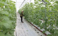 Ngành nông nghiệp tăng cường sản xuất, đảm bảo nguồn cung thực phẩm cuối năm