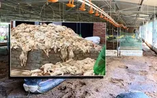 Ngập lụt kéo dài, nhiều trang trại gần như trắng tay