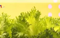 Trồng rau hữu cơ tại ga tàu điện ngầm