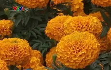 Thành phố Mexico City ngập tràn trong sắc hoa