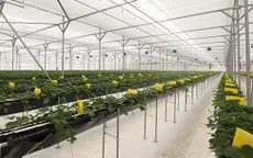 TP Hồ Chí Minh tìm hướng phát triển nông trại thông minh theo mô hình Hàn Quốc