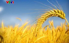 Chi phí nhập khẩu lương thực toàn cầu cao kỷ lục