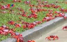 Hàng chục triệu con cua đỏ di cư về biển đẻ trứng