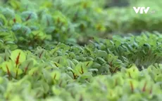 Biến bãi đỗ xe ngầm thành nông trại