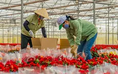 Đà Lạt cung ứng 200 triệu cành hoa cho thị trường Tết