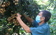 Nhãn tươi Việt Nam được phép nhập khẩu vào Nhật Bản