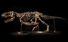 Cuộc đấu giá bộ xương T.rex trị giá 25 triệu USD bị hủy vì tranh cãi