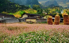 Đảm bảo an toàn giao thông dịp Lễ hội hoa tam giác mạch
