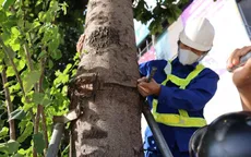 Hà Nội nới 600 bộ gông sắt và cọc chống đỡ cây xanh