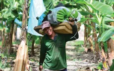 Nghị định thư xuất khẩu chuối sang Trung Quốc: Cơ hội mở rộng thị trường nông sản