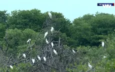 Giữ rừng ngập mặn cho đàn chim di trú