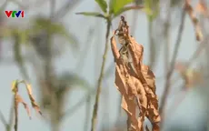 Nguy cơ trắng tay vì cây đào chết hàng loạt
