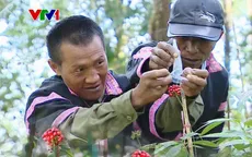 Bảo vệ và phát triển sâm Lai Châu quý hiếm