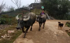 Lào Cai đưa gia súc xuống vùng thấp để tránh rét