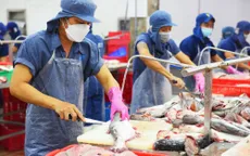 Cá tra dự kiến thu 2,4 tỷ USD xuất khẩu