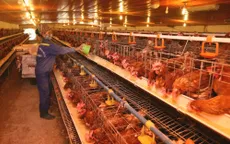 Chăn nuôi gia cầm dè dặt vào đàn phục vụ Tết