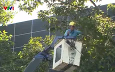 Rườm rà thủ tục xử lý cây xanh mục ruỗng