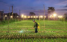 Đêm rét ở các làng hoa Quảng Bình