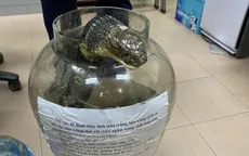 Giết rắn hổ chúa nặng 10 kg rồi đem bán, một phụ nữ bị khởi tố