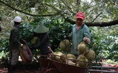 Chặt phá cây trồng khác trồng sầu riêng: Lo ngại phát triển nóng và hệ lụy