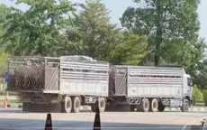 Hành trình bò nhập khẩu “3 không” xâm nhập nội địa