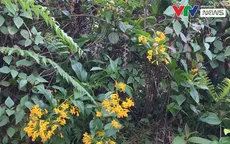 Hai nữ sinh ăn nhầm lá ngón, một em tử vong