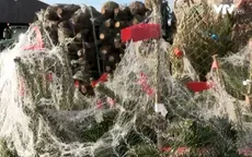 Người trồng thông Noel tại Bỉ chật vật với chi phí tăng cao