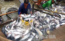 Giá cá tra tăng kỷ lục