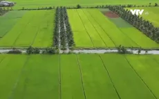 Lo ngại hạn mặn, người dân tìm cách ứng phó sớm