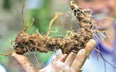 Ngăn chặn mượn danh "quốc bảo" để trục lợi
