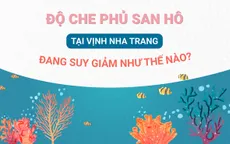 Độ che phủ san hô tại Vịnh Nha Trang đang suy giảm như thế nào?