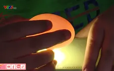Trào lưu ấp trứng, nuôi vịt làm thú cưng trong những ngày giãn cách
