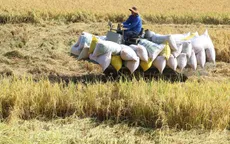 Giá lúa ở Đồng bằng sông Cửu Long đồng loạt tăng