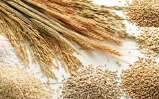 Giá lương thực trên thế giới tăng vọt