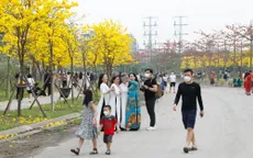 Người dân Hà Nội nô nức đi chụp ảnh con đường hoa Chuông vàng