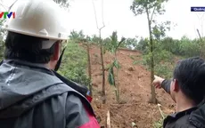 Trồng keo gia tăng nguy cơ sạt lở đất