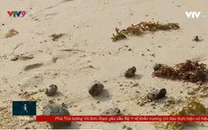 Chưa xác định nguyên nhân dầu vón cục dạt vào bãi biển Nha Trang