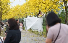 Đường hoa Phong Linh dừng đón khách
