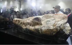 Hộp sọ "quái vật biển" ở Peru cho thấy loài động vật ăn thịt cổ đại đáng sợ