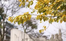 Hà Nội mùa thay lá