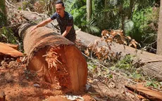 Tây Nguyên vẫn nhức nhối tình trạng phá rừng