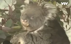 Gấu túi già nhất thế giới được nuôi tự nhiên tròn 25 tuổi