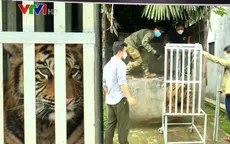 Chuyển 7 con hổ giải cứu ở Nghệ An về Quảng Bình