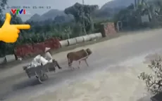 Nguy hiểm việc sử dụng xe súc vật kéo trên đường