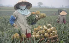 Hàng nghìn tấn chuối, dứa "bí" đầu ra