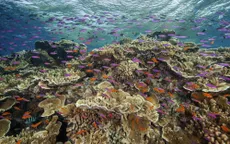 Rạn san hô Great Barrier tiếp tục hứng chịu đợt tẩy trắng hàng loạt nghiêm trọng